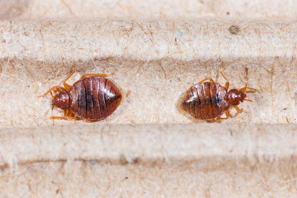 Bed Bug Bites – Symptoms and Treatment Options