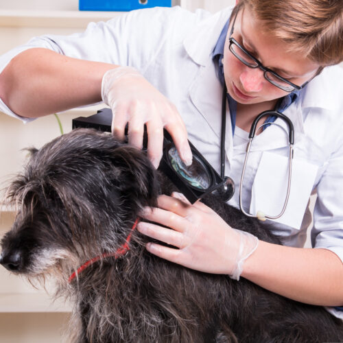 Natural Deterrents for Fleas and Ticks