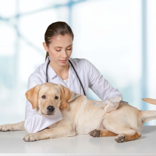 Exploring Online Pet Care Services in the Bahamas